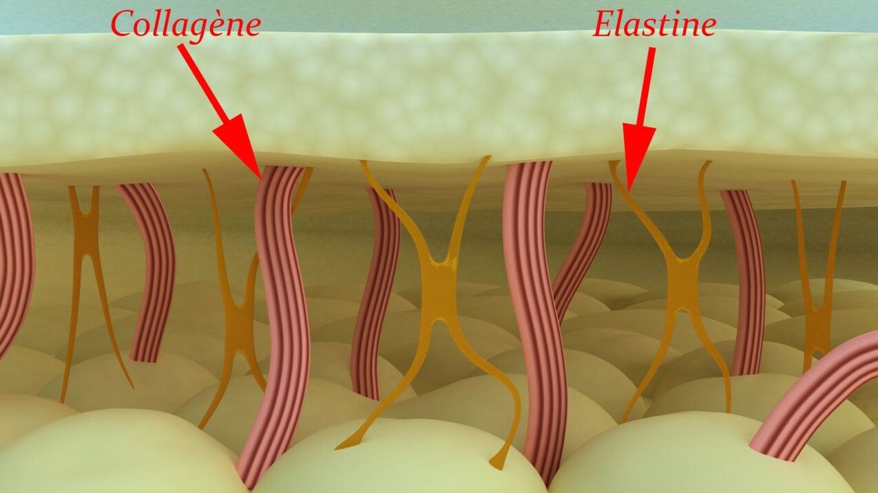 Kolagenoa eta elastina - azalaren egiturazko proteinak